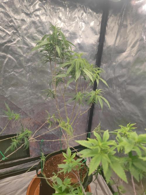 Amnesia Fast CBD "GB Strains" FEM. Week 15