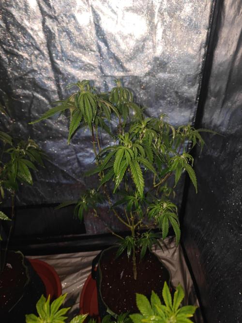 Amnesia Fast CBD "GB Strains" FEM. Week 15