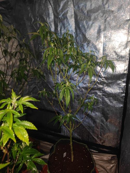 Amnesia Fast CBD "GB Strains" FEM. Week 15