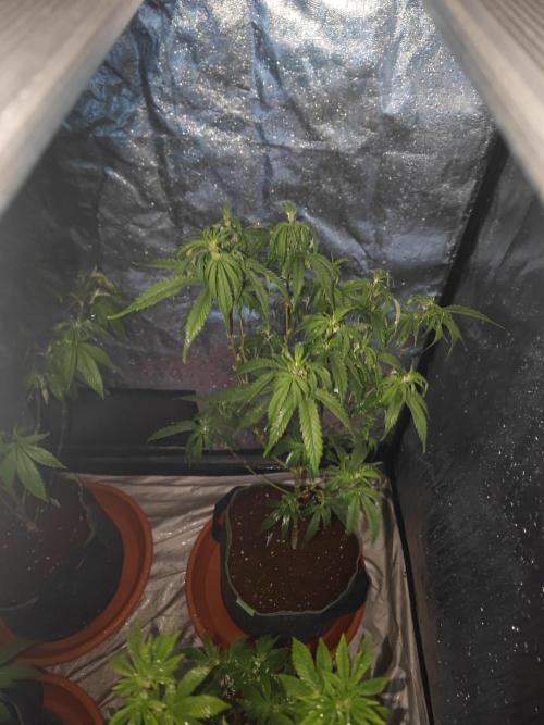 Amnesia Fast CBD "GB Strains" FEM. Week 15