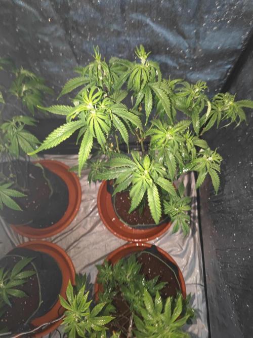 Amnesia Fast CBD "GB Strains" FEM. Week 15