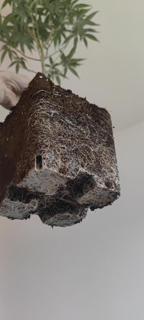 Amnesia Fast CBD "GB Strains" FEM. Week 15