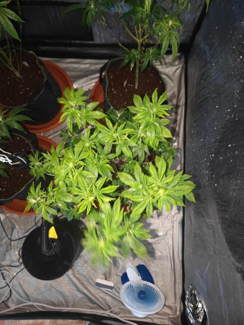 Tropimango "Philosopher Seeds" FEM. Week 15