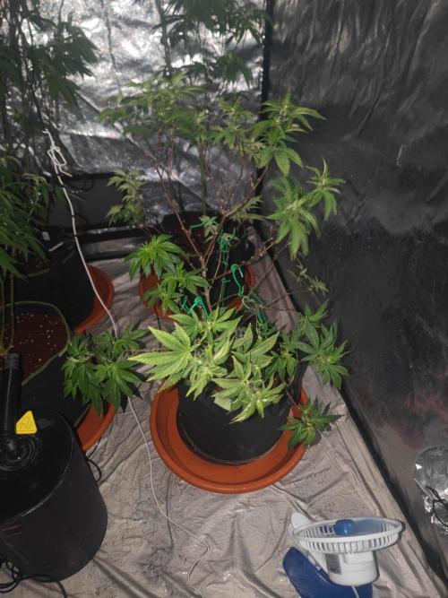 Tropimango "Philosopher Seeds" FEM. Week 15