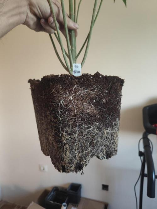 Tropimango "Philosopher Seeds" FEM. Week 15