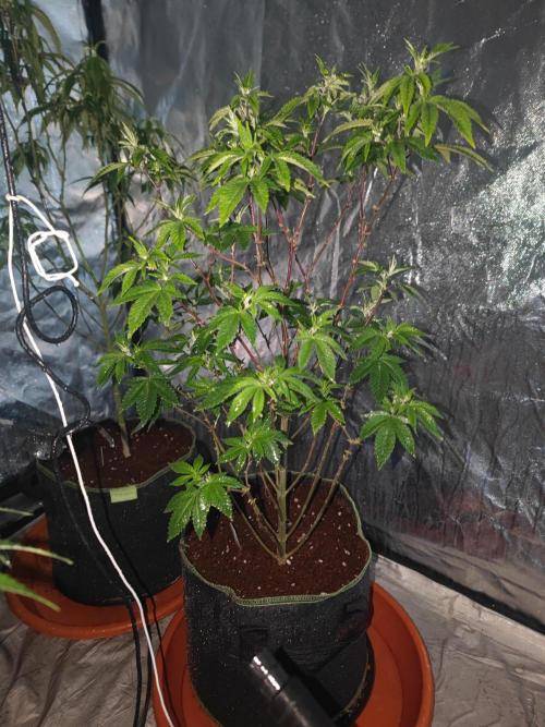 Tropimango "Philosopher Seeds" FEM. Week 15