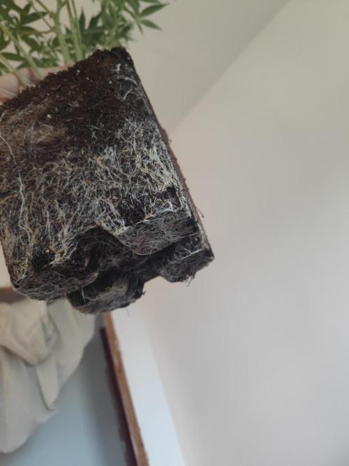 Tropimango "Philosopher Seeds" FEM. Week 15