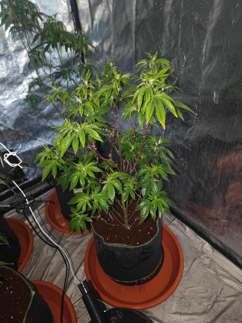 Tropimango "Philosopher Seeds" FEM. Week 15