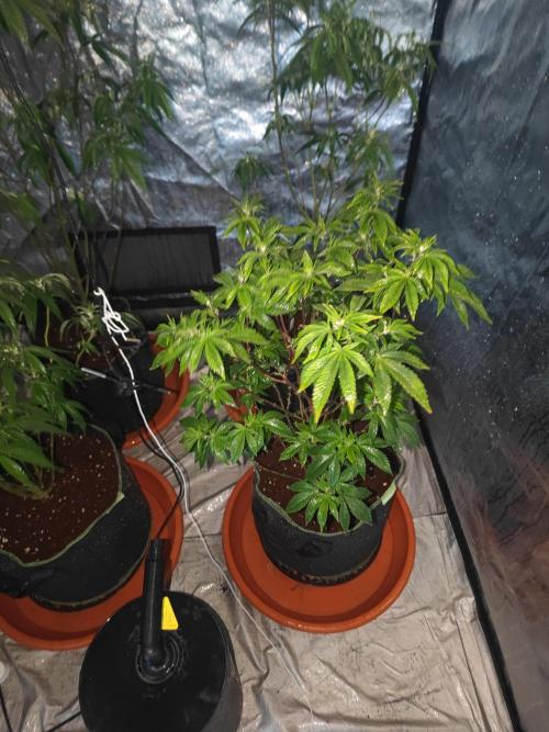 Tropimango "Philosopher Seeds" FEM. Week 15