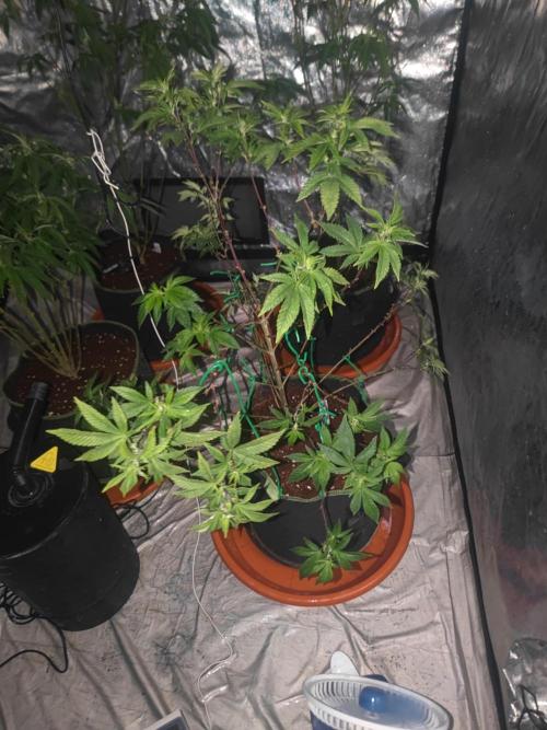 Tropimango "Philosopher Seeds" FEM. Week 15