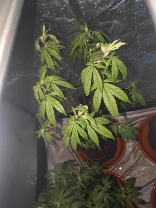 Platinum OG "GB Strains" FEM. Week 15