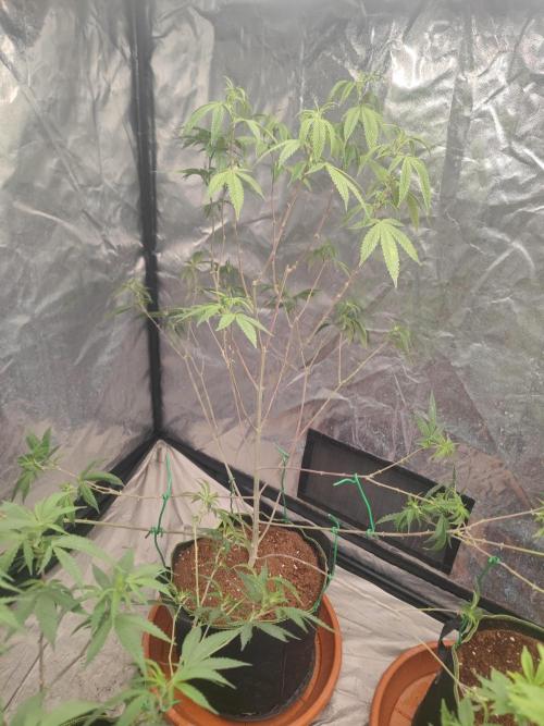 Platinum OG "GB Strains" FEM. Week 15