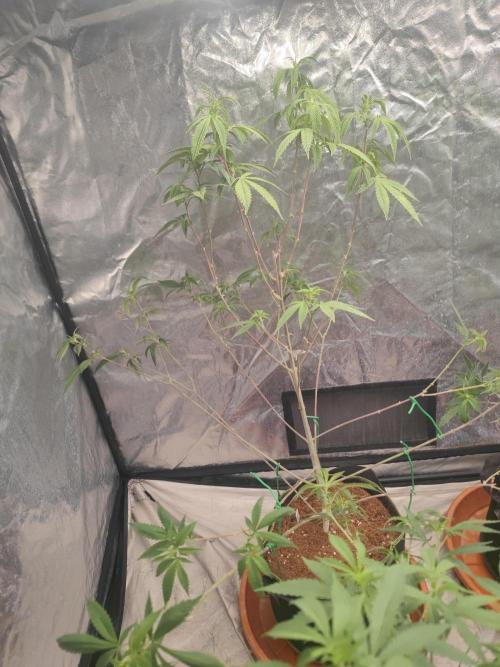 Platinum OG "GB Strains" FEM. Week 15