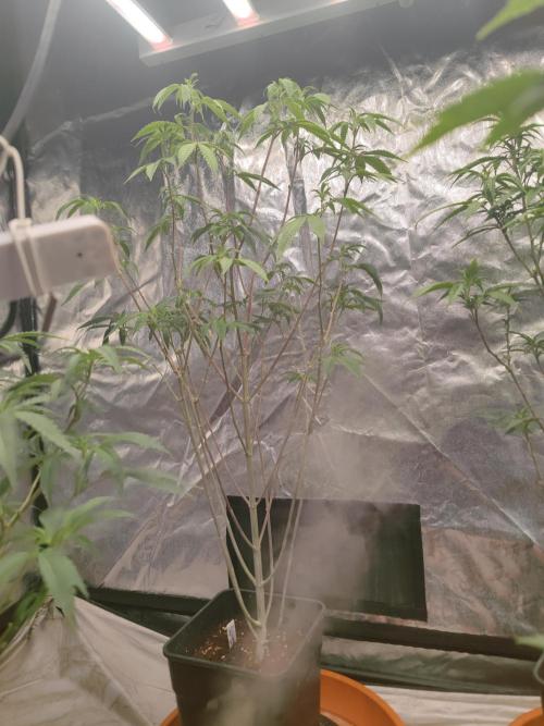 Platinum OG "GB Strains" FEM. Week 15