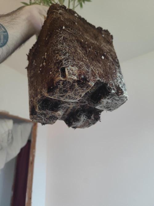 Platinum OG "GB Strains" FEM. Week 15