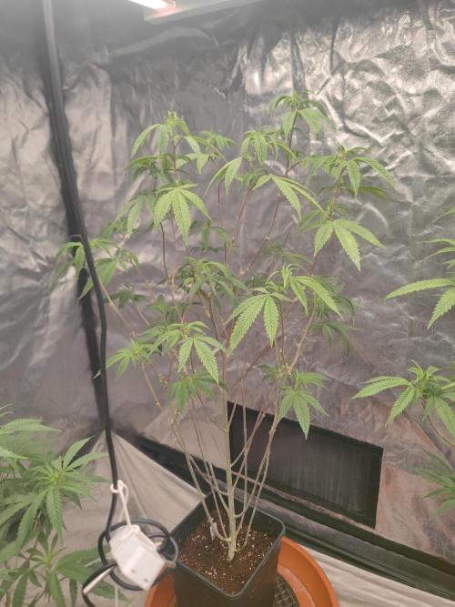 Platinum OG "GB Strains" FEM. Week 15