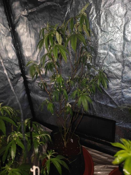 Platinum OG "GB Strains" FEM. Week 15