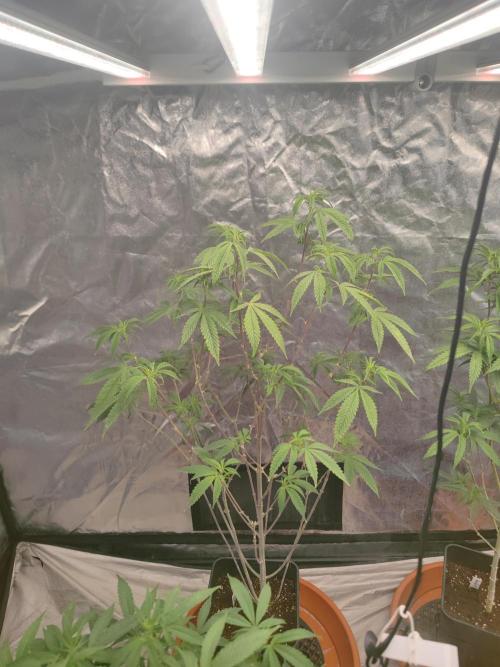 Platinum OG "GB Strains" FEM. Week 15