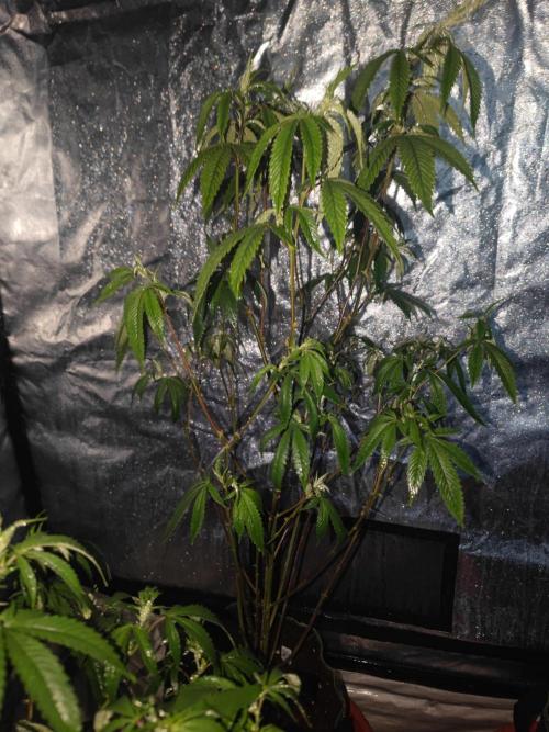 Platinum OG "GB Strains" FEM. Week 15