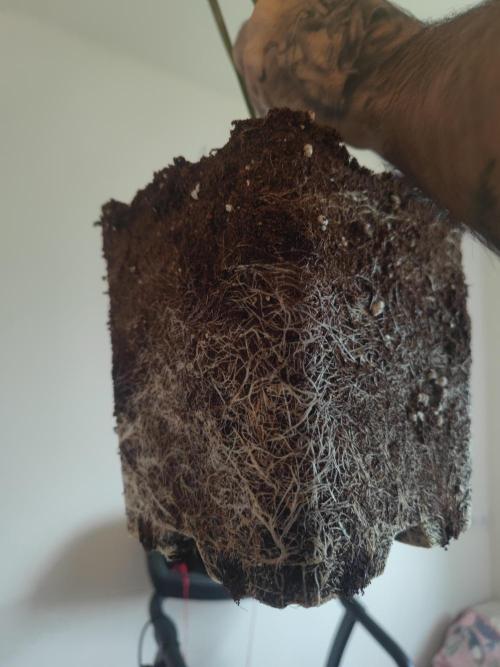 Platinum OG "GB Strains" FEM. Week 15