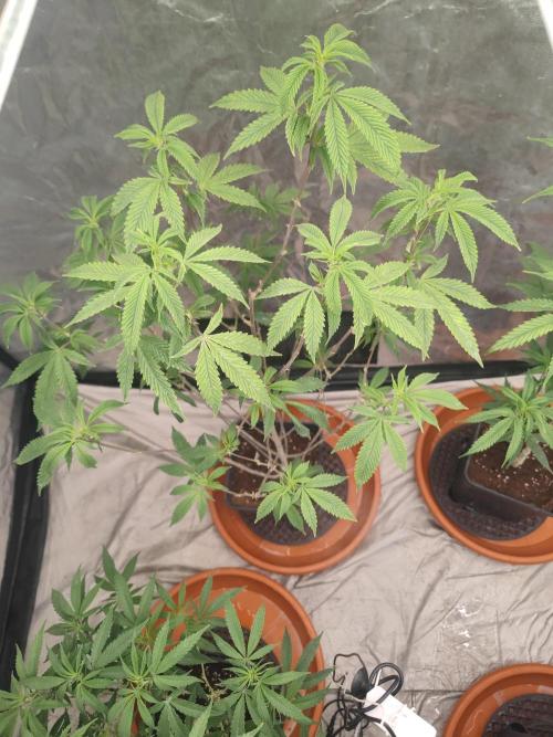 Platinum OG "GB Strains" FEM. Week 15