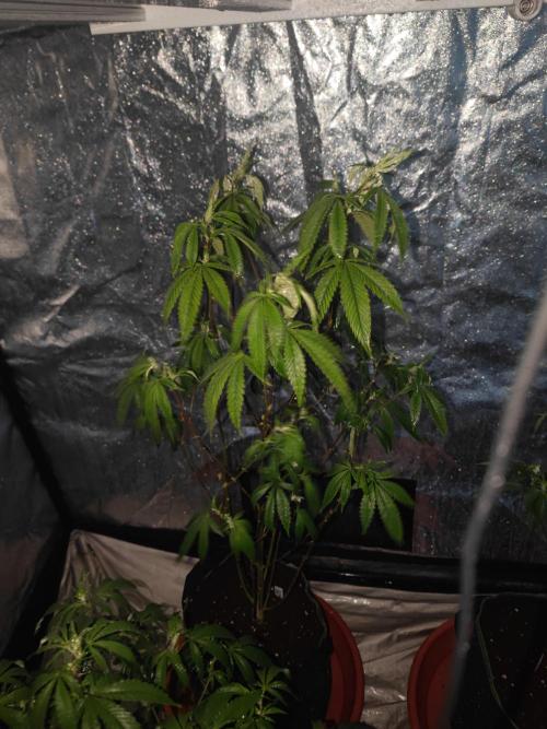 Platinum OG "GB Strains" FEM. Week 15