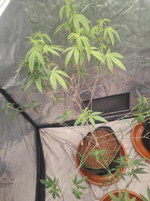 Platinum OG "GB Strains" FEM. Week 15