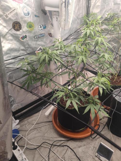 14-14 Blue Zushi L.E. "Grower Choice". Week 16