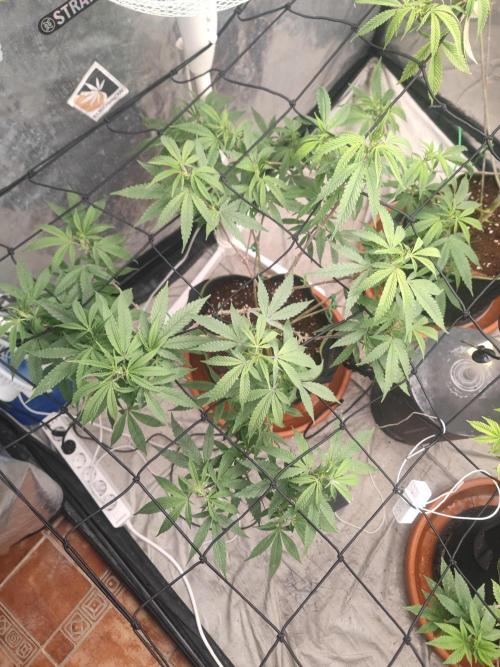 14-14 Blue Zushi L.E. "Grower Choice". Week 16