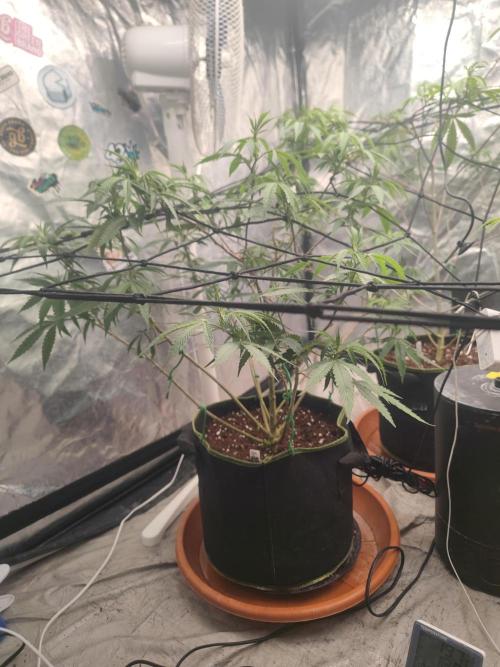 14-14 Blue Zushi L.E. "Grower Choice". Week 16