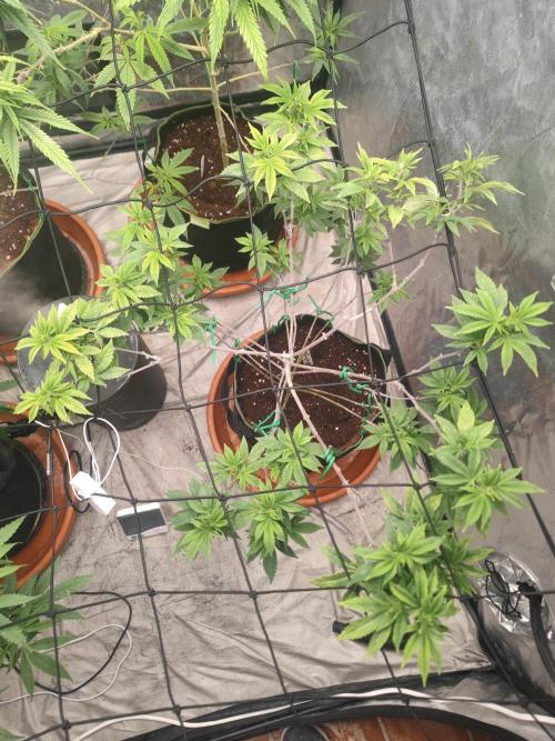 14-14 Tropimango "Philosopher Seeds" FEM. Week 16