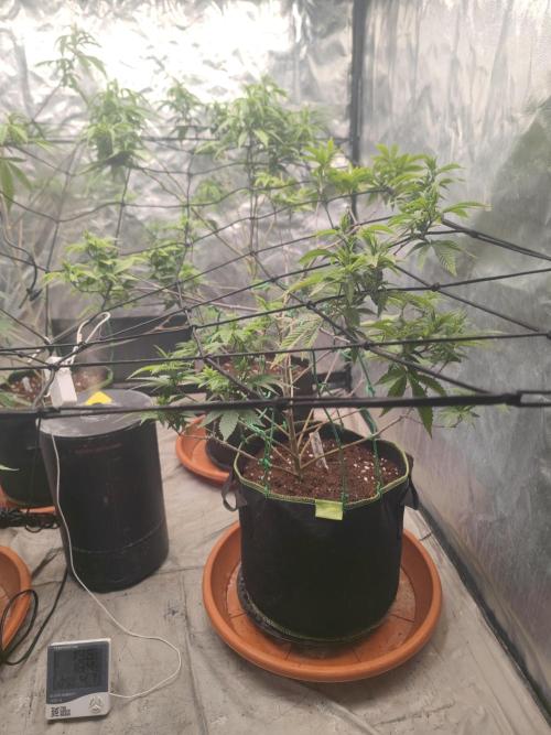 14-14 Tropimango "Philosopher Seeds" FEM. Week 16