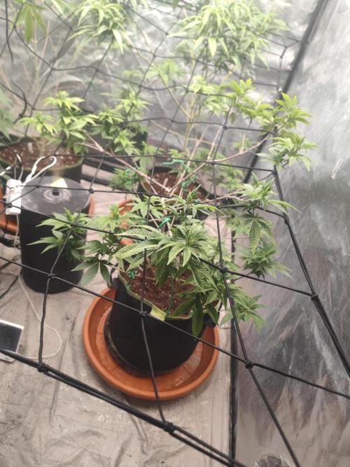 14-14 Tropimango "Philosopher Seeds" FEM. Week 16