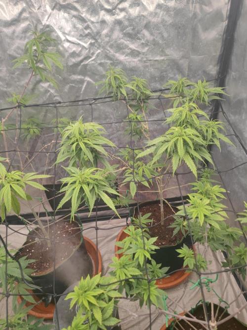 14-14 Amnesia Fast CBD "GB Strains" FEM. Week 16