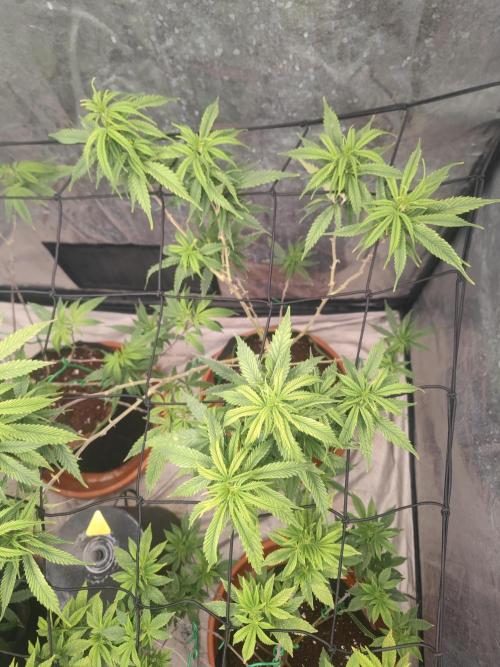 14-14 Amnesia Fast CBD "GB Strains" FEM. Week 16