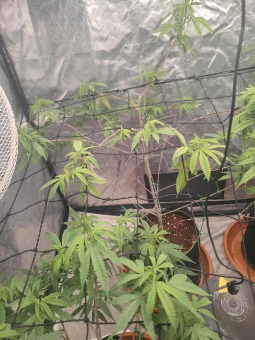 14-14 Platinum OG "GB Strains" FEM. Week 16