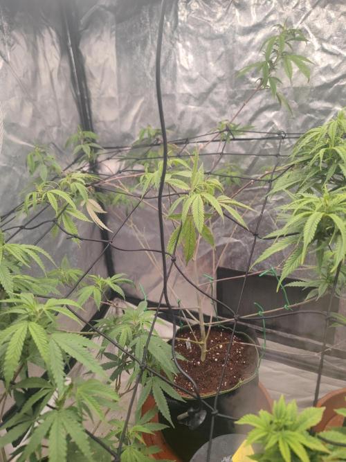 14-14 Platinum OG "GB Strains" FEM. Week 16