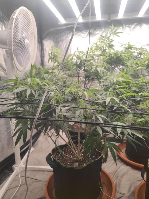 14-14 Blue Zushi L.E. "Grower Choice". Week 17