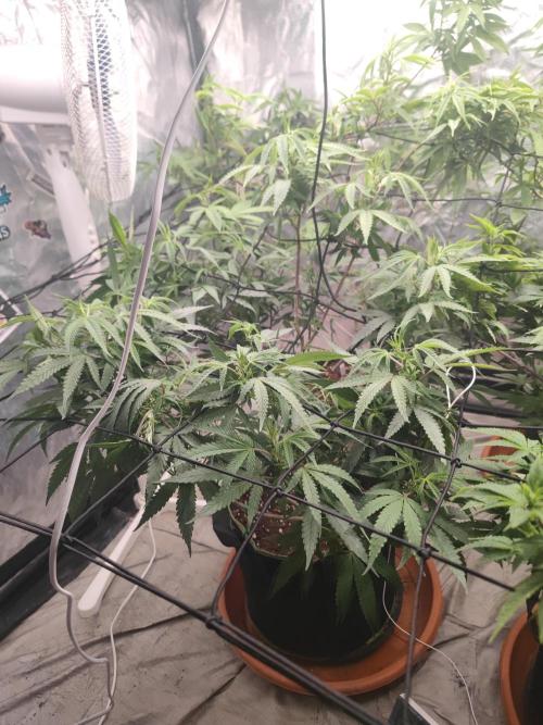 14-14 Blue Zushi L.E. "Grower Choice". Week 17