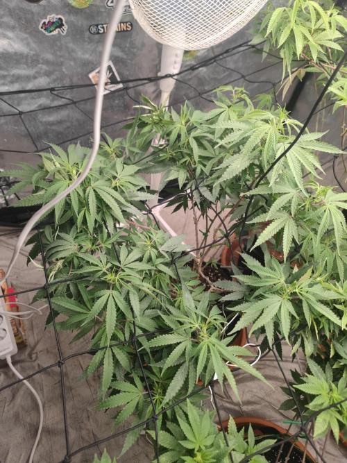 14-14 Blue Zushi L.E. "Grower Choice". Week 17