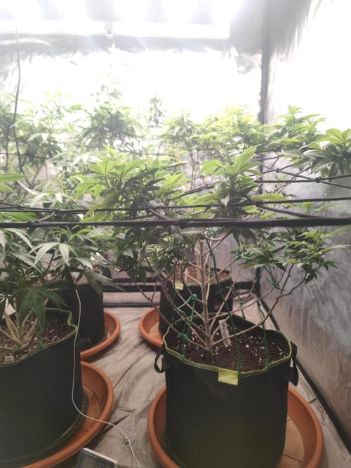 14-14 Tropimango "Philosopher Seeds" FEM. Week 17