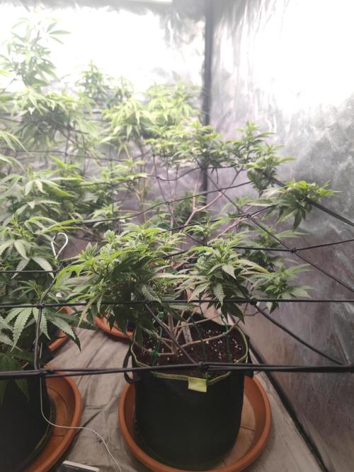 14-14 Tropimango "Philosopher Seeds" FEM. Week 17