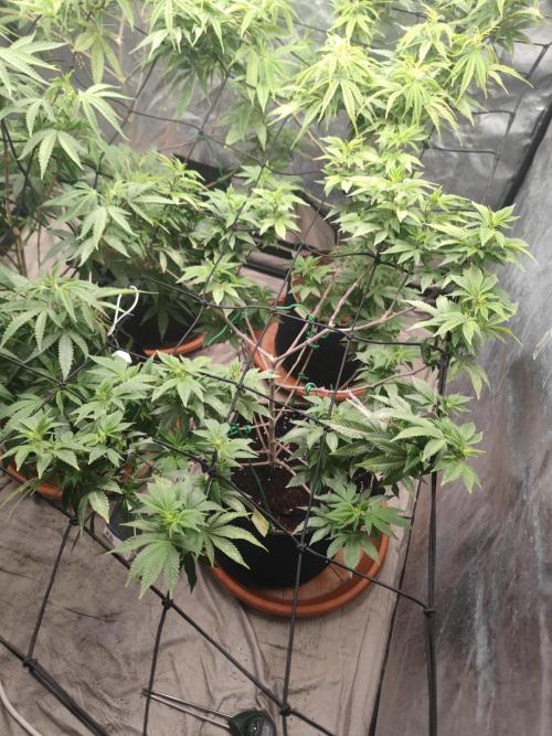 14-14 Tropimango "Philosopher Seeds" FEM. Week 17