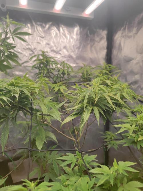 14-14 Amnesia Fast CBD "GB Strains" FEM. Week 17