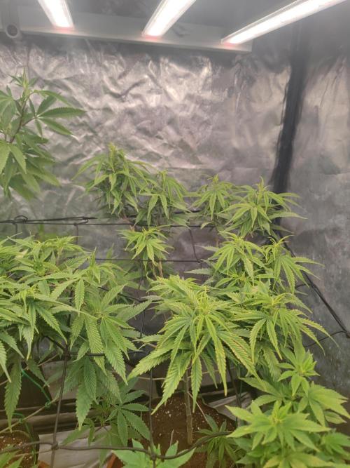 14-14 Amnesia Fast CBD "GB Strains" FEM. Week 17