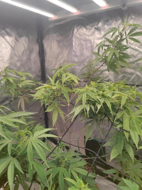 14-14 Platinum OG "GB Strains" FEM. Week 17