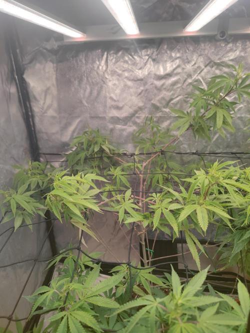 14-14 Platinum OG "GB Strains" FEM. Week 17