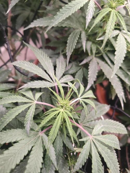 14-14 Blue Zushi L.E. "Grower Choice". Week 18