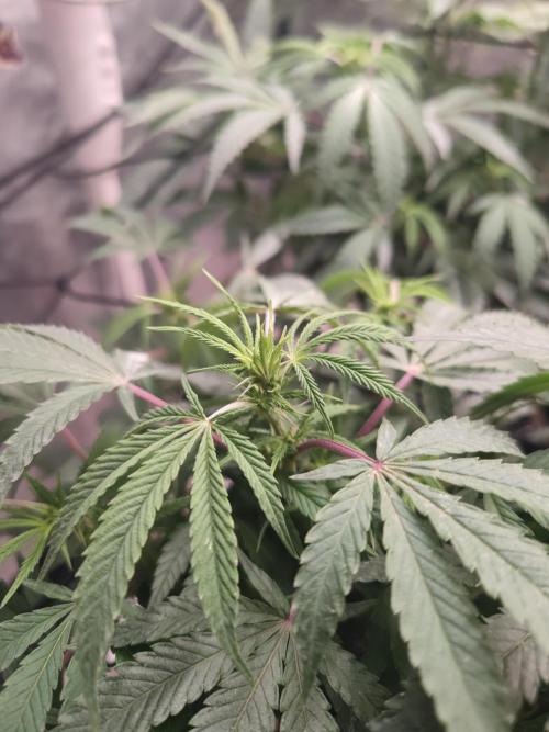 14-14 Blue Zushi L.E. "Grower Choice". Week 18