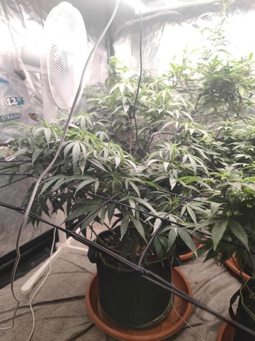 14-14 Blue Zushi L.E. "Grower Choice". Week 18